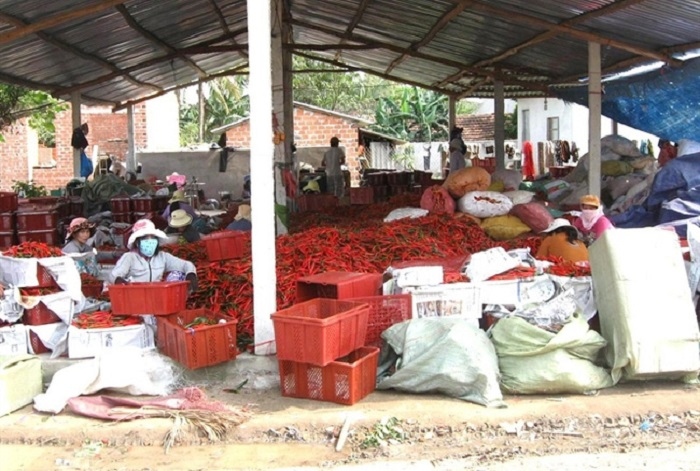 China has not imposed ban on Vietnamese chili imports